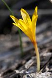 Colchicum luteum. Цветок. Южный Казахстан, Таласский Алатау, ущ. Кши-Каинды. 12.04.2013.