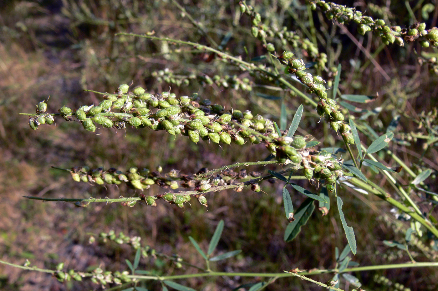 Изображение особи Melilotus albus.