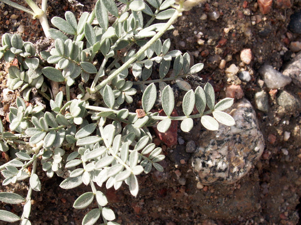 Изображение особи Astragalus petraeus.