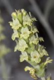 Sideritis catillaris