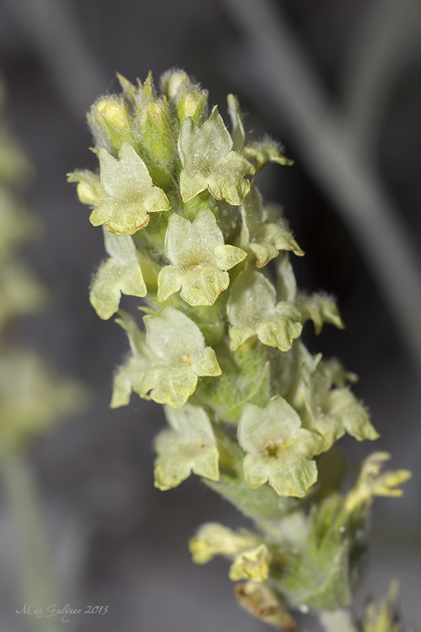 Изображение особи Sideritis catillaris.