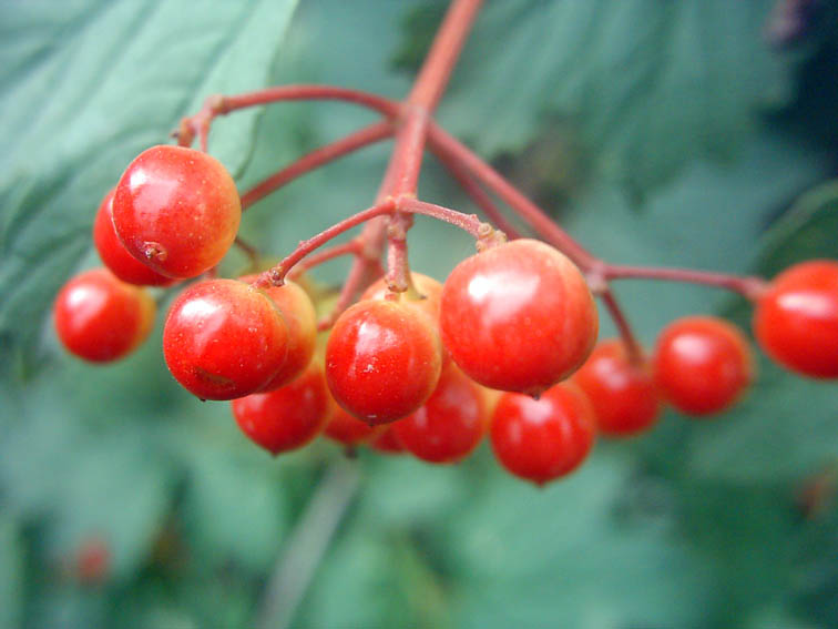 Изображение особи Viburnum opulus.
