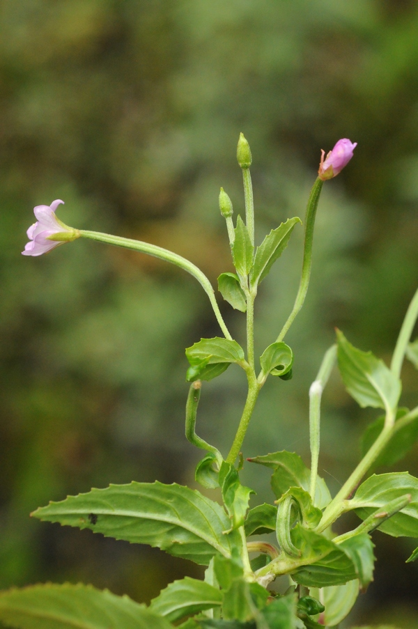 Изображение особи Epilobium cylindricum.