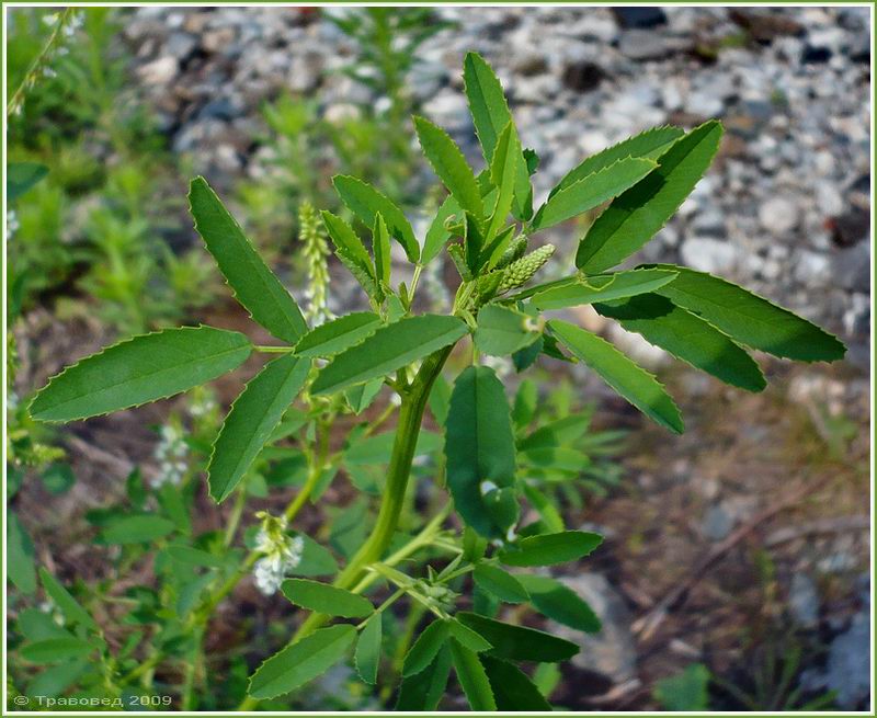 Изображение особи Melilotus albus.