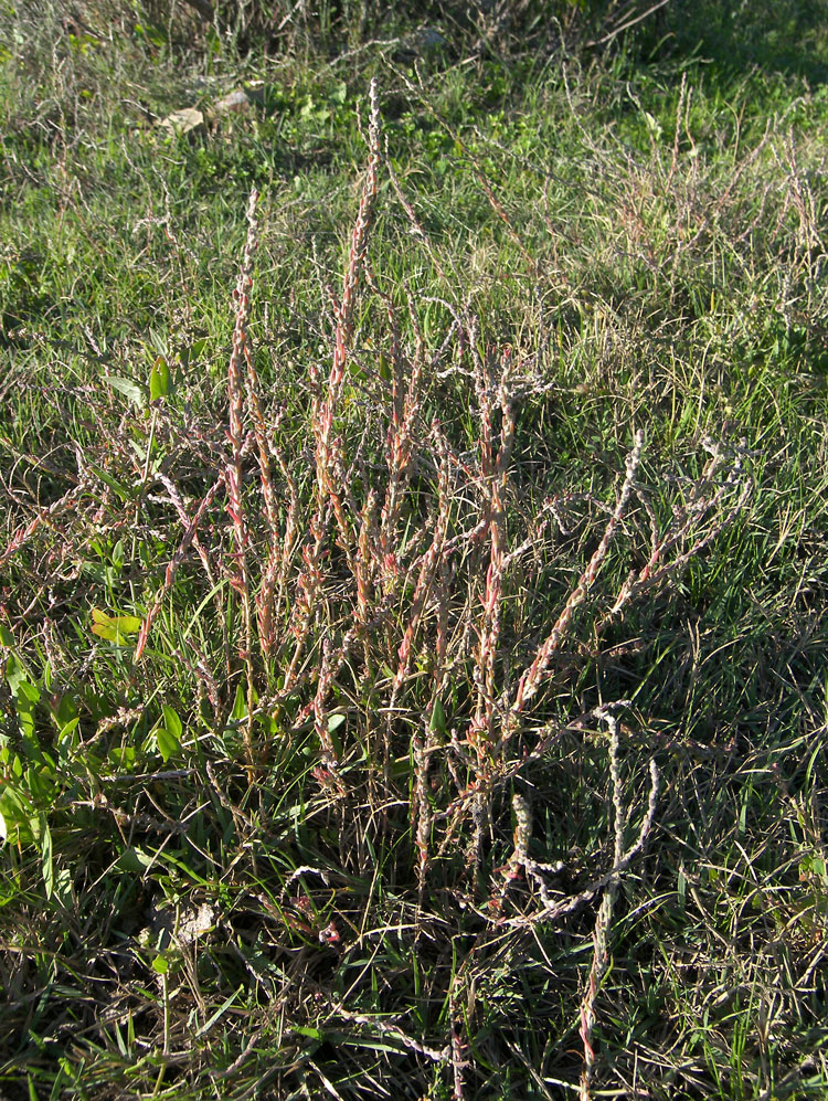 Image of Sedobassia sedoides specimen.