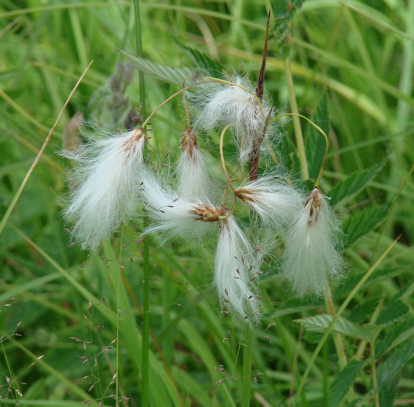 Image of Eriophorum angustifolium specimen.