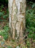 Betula variety jacquemontii