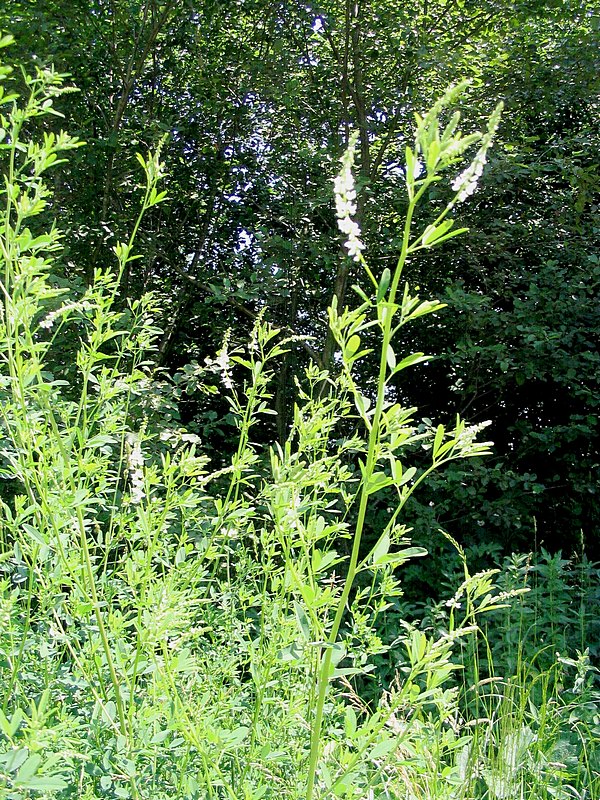 Изображение особи Melilotus albus.