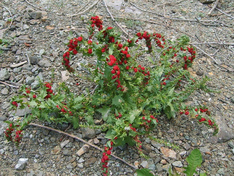 Image of Blitum virgatum specimen.