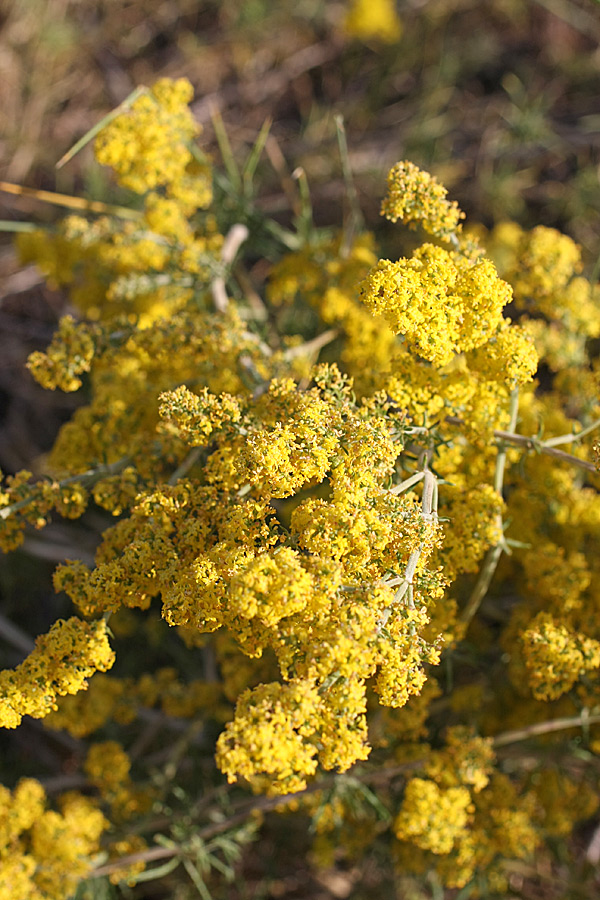 Изображение особи Galium verum.