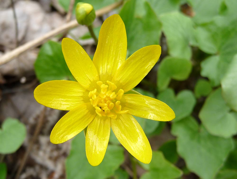 Image of Ficaria verna specimen.