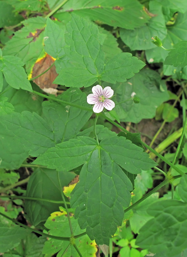 Изображение особи Geranium wilfordii.