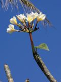 Plumeria rubra разновидность acutifolia. Верхушка побега с соцветием. Китай, остров Хайнань, окр. г. Санья, в культуре. 11.01.2014.