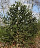 Araucaria araucana. Молодое растение. Германия, г. Дюссельдорф, Ботанический сад университета. 02.03.2014.