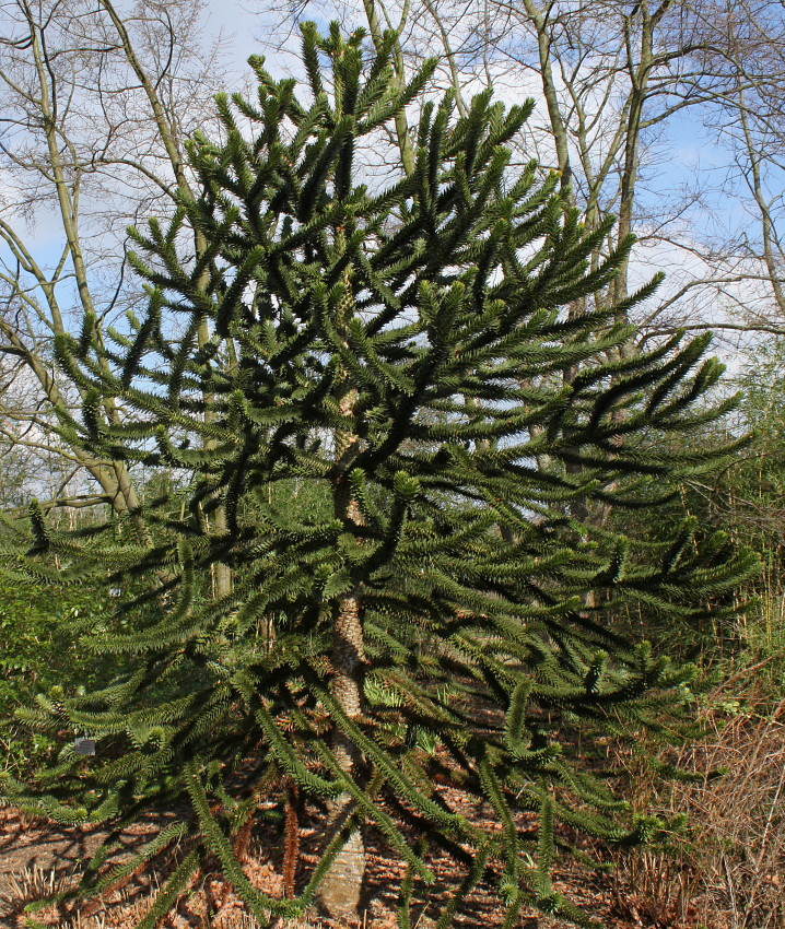 Изображение особи Araucaria araucana.