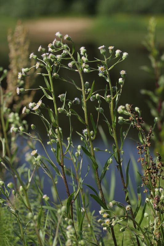 Изображение особи Erigeron acris.