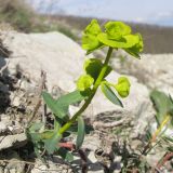 Image of taxon representative. Author is Татьяна Винокурова