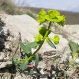 Euphorbia petrophila