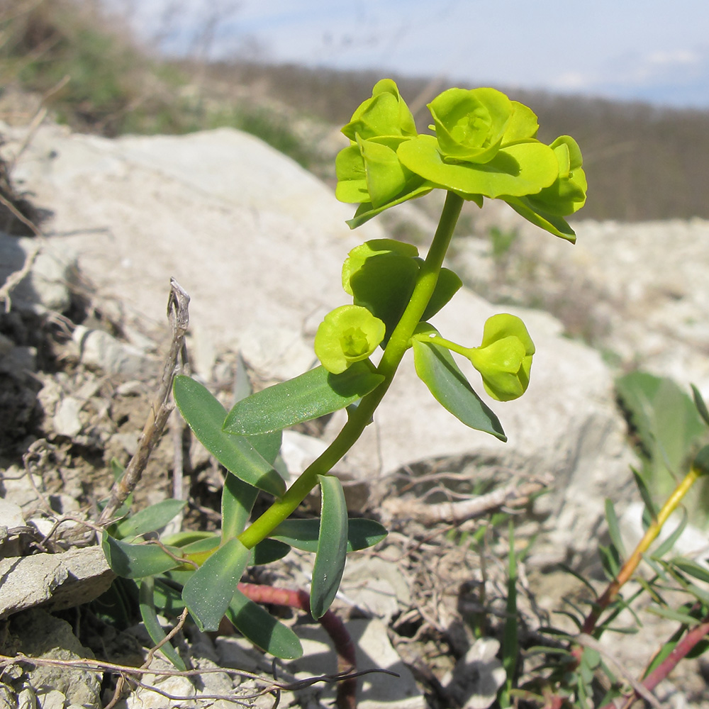 Изображение особи Euphorbia petrophila.