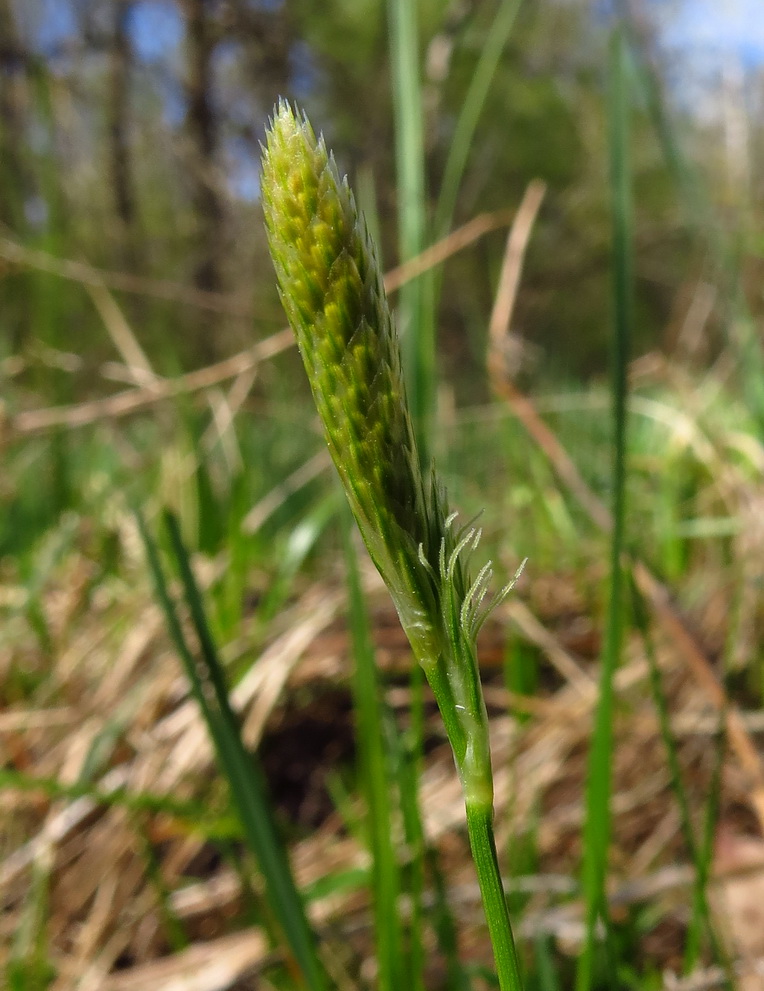 Изображение особи Carex michelii.