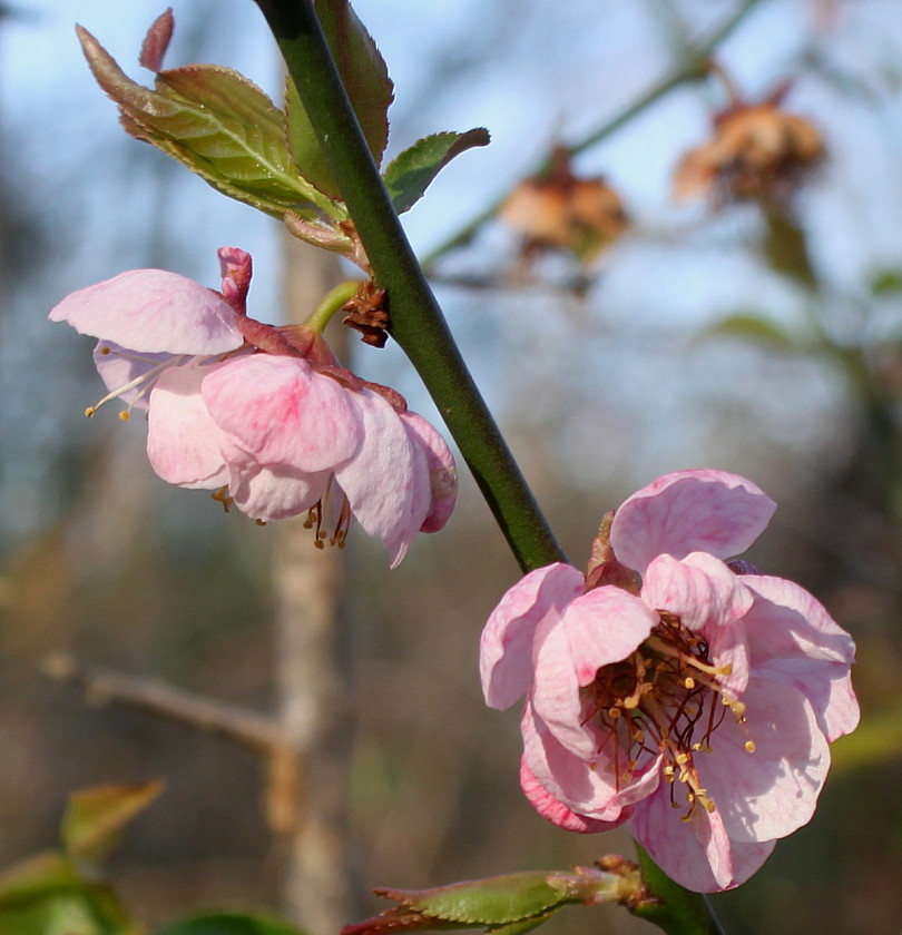 Image of Prunus mume specimen.