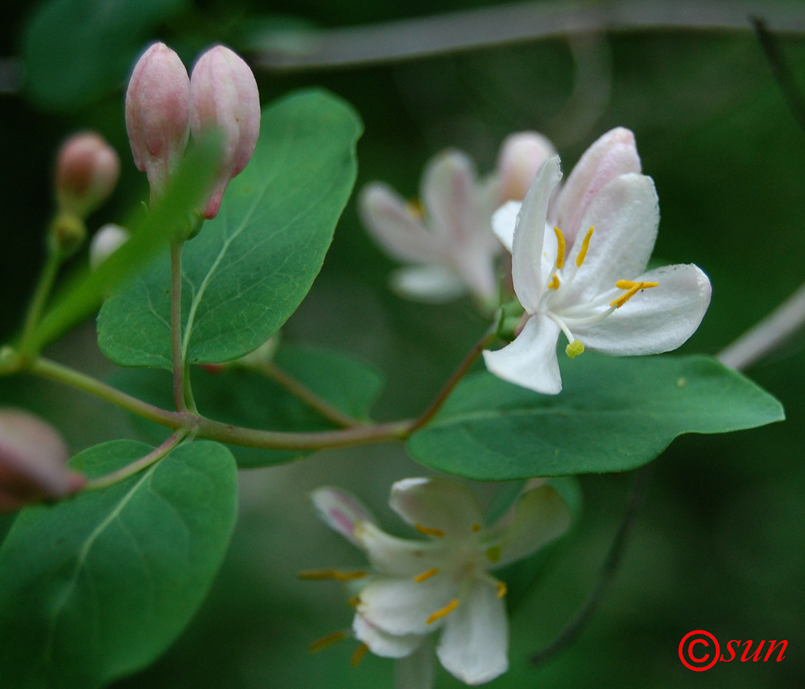 Изображение особи Lonicera tatarica.