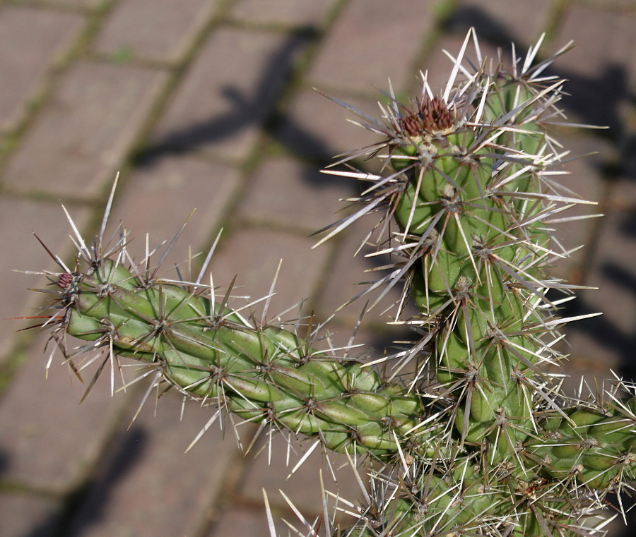 Image of genus Cylindropuntia specimen.
