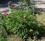 Paeonia lactiflora