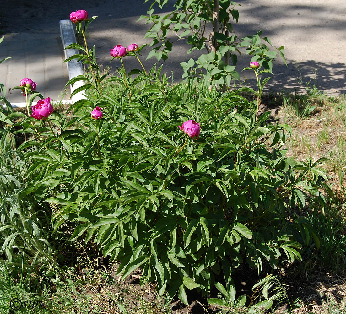 Изображение особи Paeonia lactiflora.