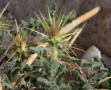 Centaurea aegyptiaca. Верхушка веточки с нераспустившимся элементарным соцветием-корзинкой. Израиль, впадина Мёртвого моря, окр. Эйн-Геди, вади Аругот, на аллювиально-пролювиальных отложениях. 19.03.2014.