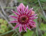 Sempervivum caucasicum