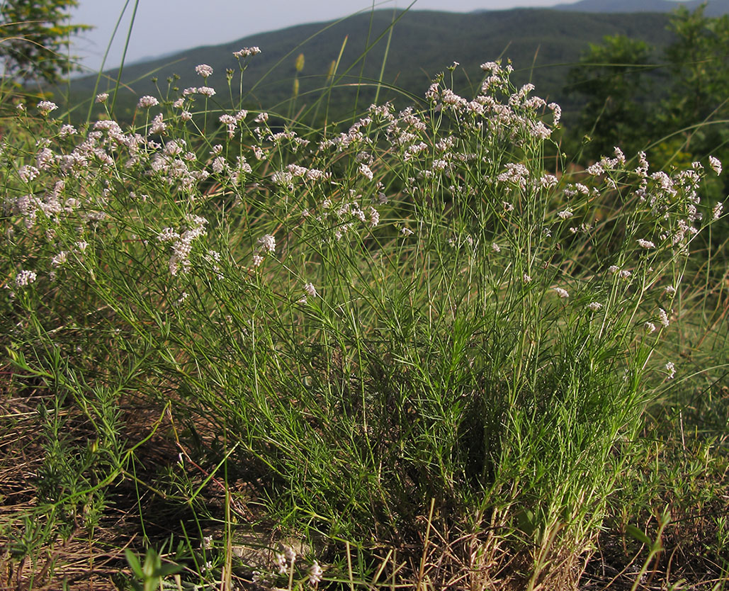 Изображение особи род Asperula.