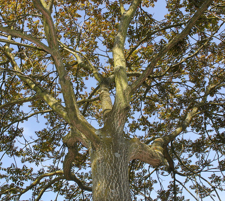 Image of Ailanthus altissima specimen.