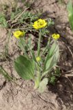 Ranunculus paucidentatus