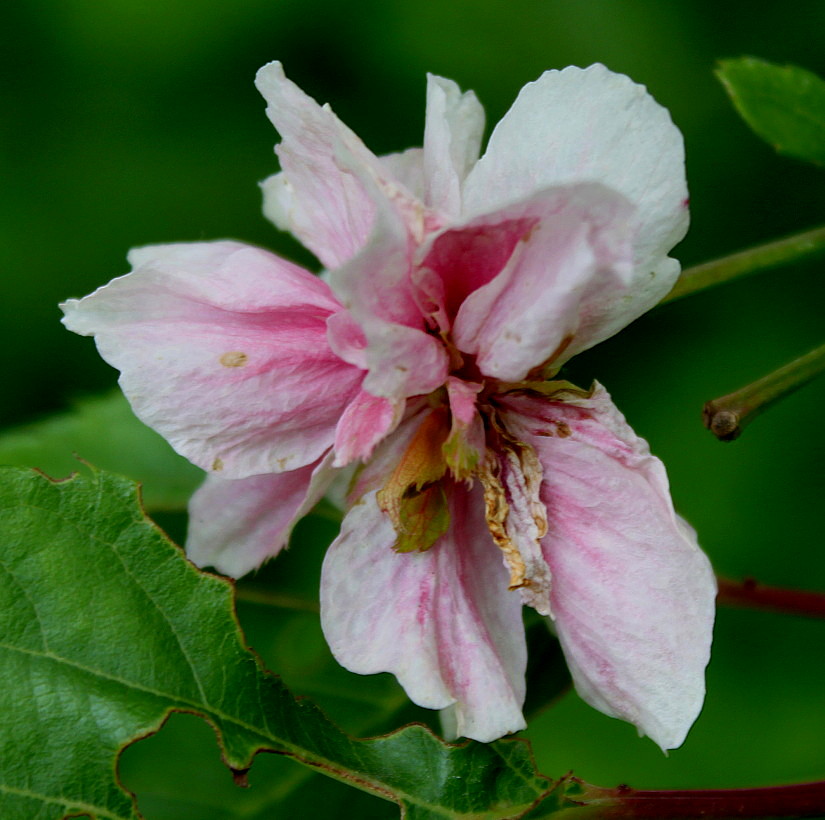 Image of Prunus serrulata specimen.