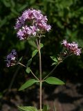 Origanum vulgare. Верхушка цветущего растения. Киев, поляна в Святошинском лесу. 16 июля 2009 г.