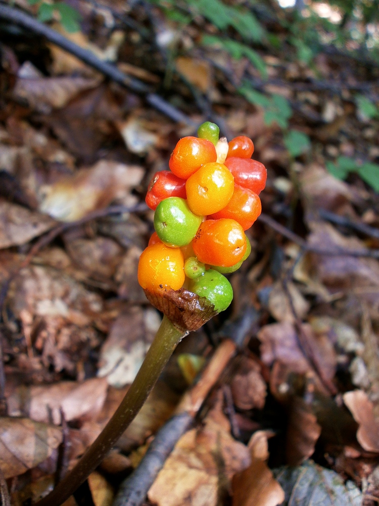 Image of genus Arum specimen.