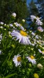 genus Symphyotrichum