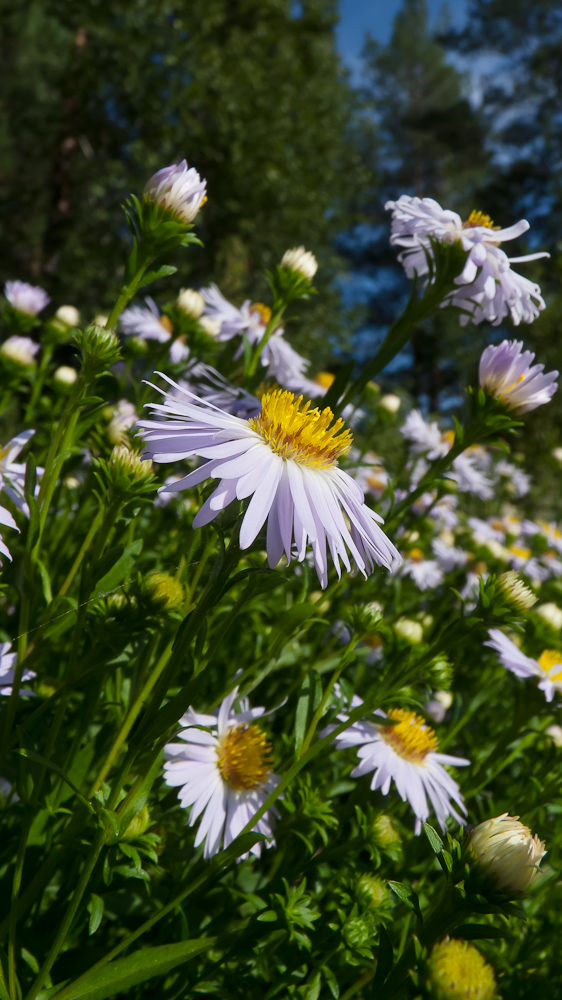 Image of genus Symphyotrichum specimen.