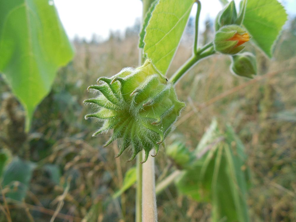 Image of Abutilon theophrasti specimen.