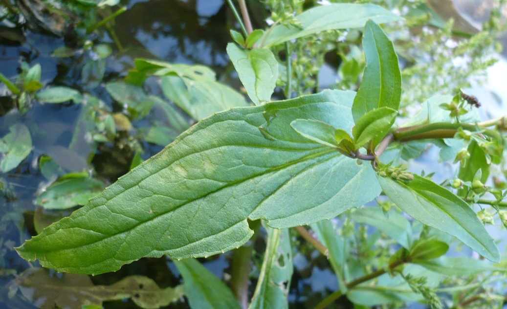 Image of Veronica anagallis-aquatica specimen.