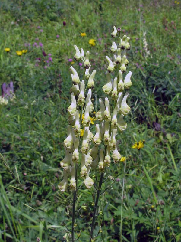 Изображение особи Aconitum barbatum.