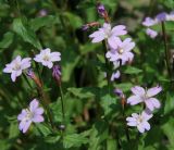 genus Epilobium. Цветки. Абхазия, пер. Керванка, альпика, 2380 м н.у.м. 18.08.2014.