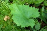 Saussurea petiolata. Лист. Приморский край, Партизанский р-н, окр. пос. Врангель, дачи \"Заповедное\", дубовый лес с липой амурской и берёзой даурской на северном склоне. 18.09.2014.