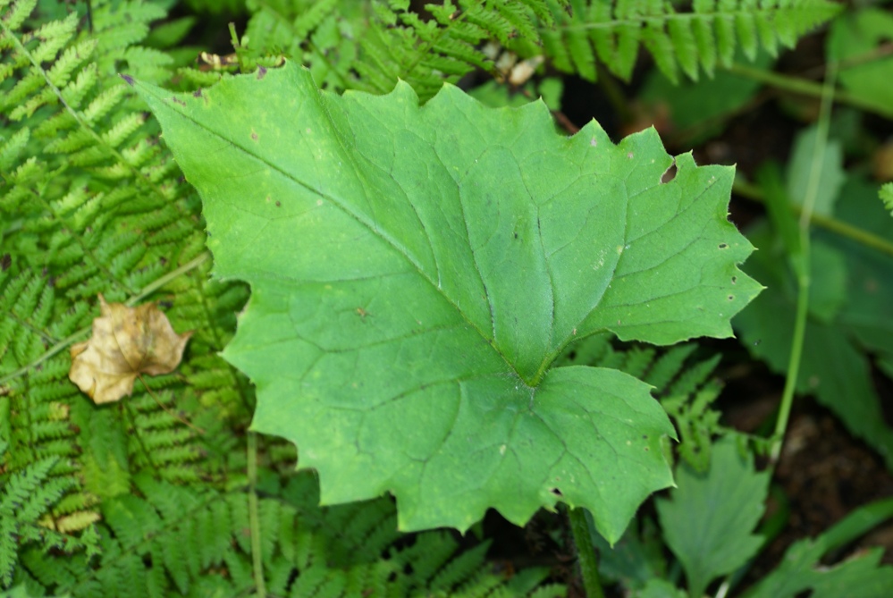 Image of Saussurea petiolata specimen.