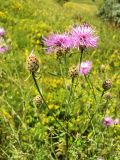 Centaurea stoebe