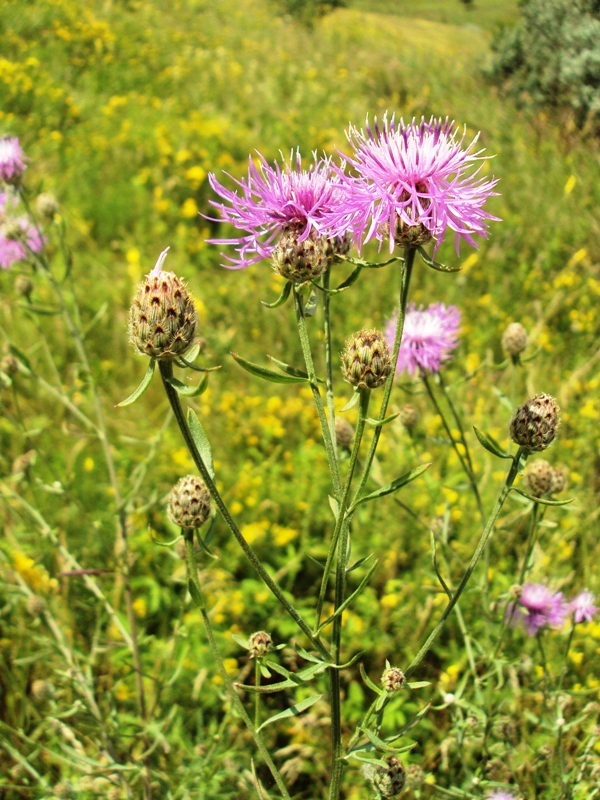 Изображение особи Centaurea stoebe.
