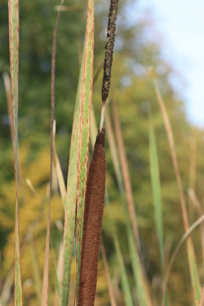 Image of Typha angustifolia specimen.