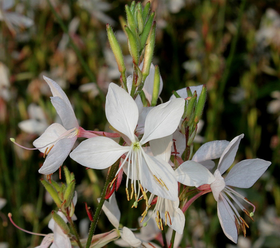 Image of Gaura lindheimeri specimen.