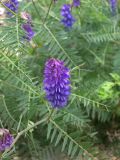 Vicia grossheimii